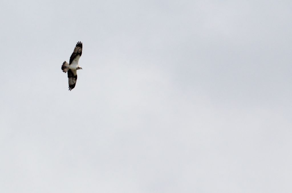 Falco pescatore & co.: Parco regionale MSRM